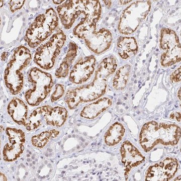 Anti-COL28A1 antibody produced in rabbit Prestige Antibodies&#174; Powered by Atlas Antibodies, affinity isolated antibody, buffered aqueous glycerol solution