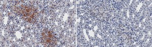 Anti-C-Reactive Protein Antibody, clone 1J2 ZooMAb&#174; Rabbit Monoclonal recombinant, expressed in HEK 293 cells