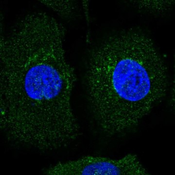 Anti-AMIGO2 antibody produced in rabbit Prestige Antibodies&#174; Powered by Atlas Antibodies, affinity isolated antibody