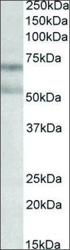 Anti-CNR1 antibody produced in goat affinity isolated antibody, buffered aqueous solution