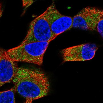 Anti-COQ10A antibody produced in rabbit Prestige Antibodies&#174; Powered by Atlas Antibodies, affinity isolated antibody