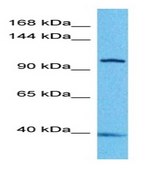 Anti-KIF5B (AB1) antibody produced in rabbit affinity isolated antibody