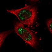 Anti-PUS7L antibody produced in rabbit Prestige Antibodies&#174; Powered by Atlas Antibodies, affinity isolated antibody, buffered aqueous glycerol solution