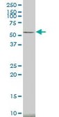 Monoclonal Anti-CAMK2A antibody produced in mouse clone 2C4, purified immunoglobulin, buffered aqueous solution