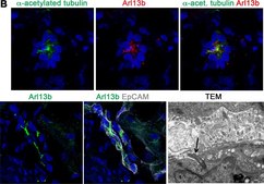 Anti-&#947;-Tubulin-Cy3&#8482; antibody produced in rabbit affinity isolated antibody, buffered aqueous solution