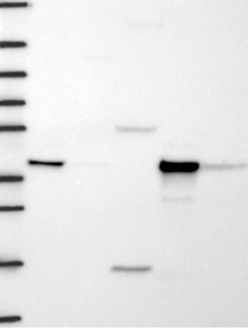 Anti-HIBCH antibody produced in rabbit Prestige Antibodies&#174; Powered by Atlas Antibodies, affinity isolated antibody, buffered aqueous glycerol solution