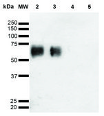 Monoclonal Anti-O-GalNAC antibody produced in mouse clone 9B9