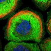 Anti-MFSD2A antibody produced in rabbit Prestige Antibodies&#174; Powered by Atlas Antibodies, affinity isolated antibody, buffered aqueous glycerol solution