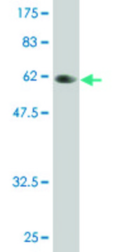 Monoclonal Anti-PLSCR3 antibody produced in mouse clone 4B5, purified immunoglobulin, buffered aqueous solution