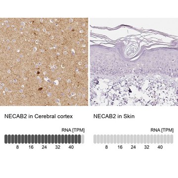 Anti-NECAB2 antibody produced in rabbit affinity isolated antibody, buffered aqueous glycerol solution