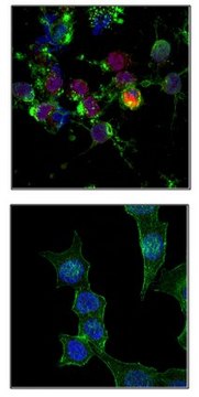 Anti-phospho H2A.X (Ser139) Antibody, Alexa Fluor&#8482; 647 Conjugate from rabbit, ALEXA FLUOR&#8482; 647