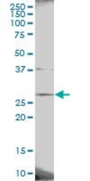 Anti-PAFAH1B3 antibody produced in mouse purified immunoglobulin, buffered aqueous solution
