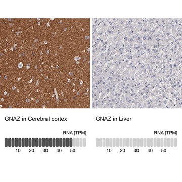 Anti-GNAZ antibody produced in rabbit Prestige Antibodies&#174; Powered by Atlas Antibodies, affinity isolated antibody, buffered aqueous glycerol solution