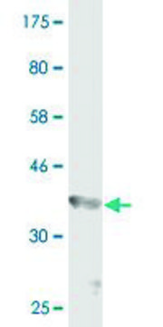 Monoclonal Anti-GMPS antibody produced in mouse clone 6B5, purified immunoglobulin, buffered aqueous solution