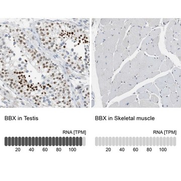 Anti-BBX antibody produced in rabbit Prestige Antibodies&#174; Powered by Atlas Antibodies, affinity isolated antibody, buffered aqueous glycerol solution