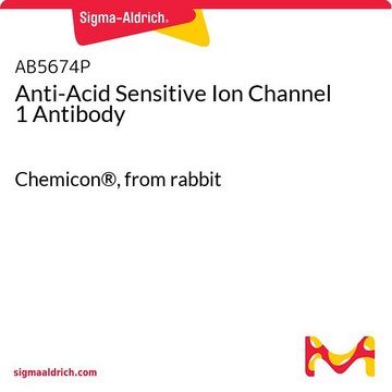 Anti-Acid Sensitive Ion Channel 1 Antibody Chemicon&#174;, from rabbit