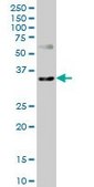 Monoclonal Anti-CXCR4, (N-terminal) antibody produced in mouse clone 2G9, purified immunoglobulin, buffered aqueous solution