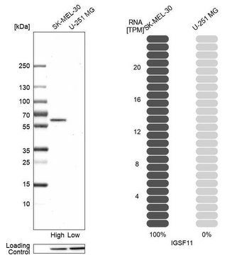 Anti-IGSF11 antibody produced in rabbit Prestige Antibodies&#174; Powered by Atlas Antibodies, affinity isolated antibody, buffered aqueous glycerol solution