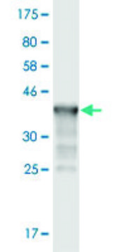 Monoclonal Anti-IL17B antibody produced in mouse clone 1G6, purified immunoglobulin, buffered aqueous solution