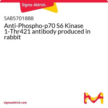 Anti-Phospho-p70 S6 Kinase 1-Thr421 antibody produced in rabbit