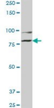 Monoclonal Anti-COG2, (C-terminal) antibody produced in mouse clone 3H8, purified immunoglobulin, buffered aqueous solution