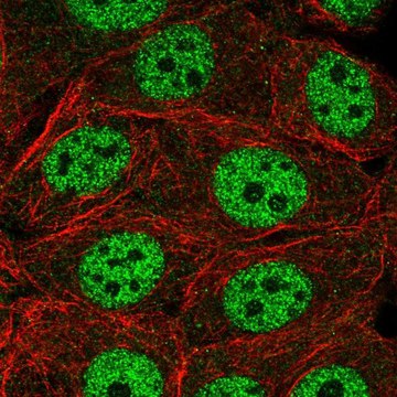 Anti-INTS1 antibody produced in rabbit Prestige Antibodies&#174; Powered by Atlas Antibodies, affinity isolated antibody