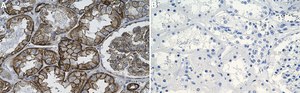 Anti-Spectrin &#945; Antibody, clone 1D4 ZooMAb&#174; Rabbit Monoclonal recombinant, expressed in HEK 293 cells