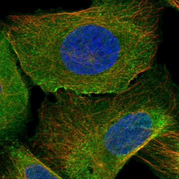 Anti-Arl9 Antibody Produced In Rabbit Prestige Antibodies&#174; Powered by Atlas Antibodies, affinity isolated antibody, buffered aqueous glycerol solution