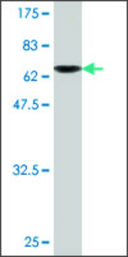 Monoclonal Anti-DNAJA2 antibody produced in mouse clone S1, purified immunoglobulin, buffered aqueous solution