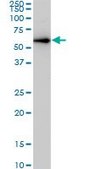 ANTI-CDK8 antibody produced in mouse clone 5H4, purified immunoglobulin, buffered aqueous solution