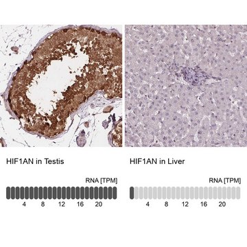 Anti-HIF1AN antibody produced in rabbit Prestige Antibodies&#174; Powered by Atlas Antibodies, affinity isolated antibody, buffered aqueous glycerol solution
