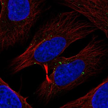 Anti-TXK antibody produced in rabbit Prestige Antibodies&#174; Powered by Atlas Antibodies, affinity isolated antibody