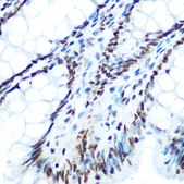 Anti-Phospho-IRS1-S612 antibody produced in rabbit