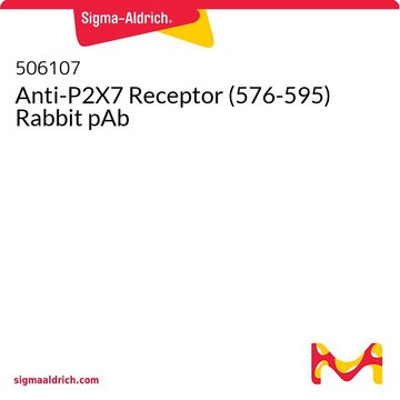 Anti-P2X7 Receptor (576-595) Rabbit pAb