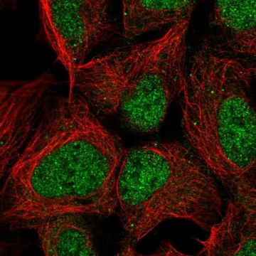 Anti-PMF1 antibody produced in rabbit Prestige Antibodies&#174; Powered by Atlas Antibodies, affinity isolated antibody