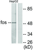 Anti-FOS antibody produced in rabbit affinity isolated antibody