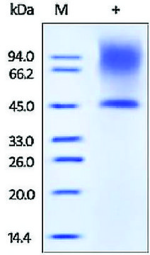 Decorin/Bone proteoglycan II human recombinant, expressed in HEK 293 cells, &#8805;95% (SDS-PAGE)