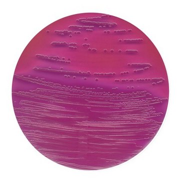 VRB (Violet Red Bile Lactose)-MUG agar FluoroCult&#174;, FDA-BAM, suitable for microbiology, for Escherichia coli, for coliforms