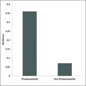 Anti-phospho-AML1 (pSer303) antibody produced in rabbit affinity isolated antibody