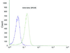Anti-beta-Actin antibody, Rabbit monoclonal clone SP124, recombinant, expressed in proprietary host, affinity isolated antibody
