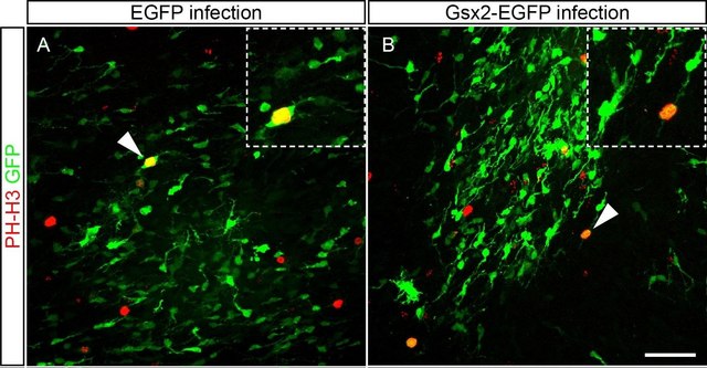 Anti-phospho-Histone H3 (Ser10) Antibody, Mitosis Marker Upstate&#174;, from rabbit