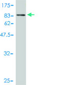 Monoclonal Anti-UBQLN1 antibody produced in mouse clone 1C6-A3, purified immunoglobulin, buffered aqueous solution