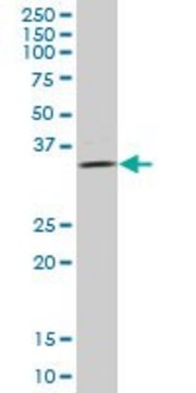 Anti-ULBP2 antibody produced in mouse IgG fraction of antiserum, buffered aqueous solution