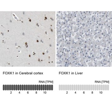 Anti-FOXK1 antibody produced in rabbit Prestige Antibodies&#174; Powered by Atlas Antibodies, affinity isolated antibody, buffered aqueous glycerol solution