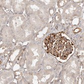 Anti-RPS6 antibody produced in rabbit Prestige Antibodies&#174; Powered by Atlas Antibodies, affinity isolated antibody, buffered aqueous glycerol solution