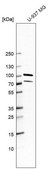 Anti-PUS7L antibody produced in rabbit Prestige Antibodies&#174; Powered by Atlas Antibodies, affinity isolated antibody, buffered aqueous glycerol solution