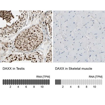 Anti-DAXX antibody produced in rabbit Prestige Antibodies&#174; Powered by Atlas Antibodies, affinity isolated antibody, buffered aqueous glycerol solution