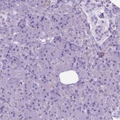Anti-POU3F3 antibody produced in rabbit Prestige Antibodies&#174; Powered by Atlas Antibodies, affinity isolated antibody, buffered aqueous glycerol solution