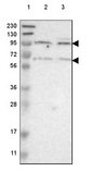 Anti-CDH18 antibody produced in rabbit Prestige Antibodies&#174; Powered by Atlas Antibodies, affinity isolated antibody, buffered aqueous glycerol solution