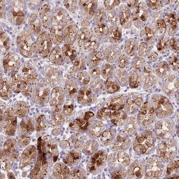 Anti-LIPJ antibody produced in rabbit Prestige Antibodies&#174; Powered by Atlas Antibodies, affinity isolated antibody, buffered aqueous glycerol solution